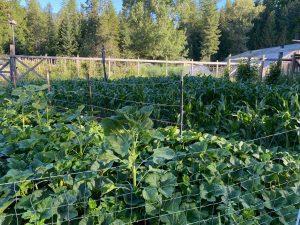Harvesting Flavor: Homestead Produce for Every Season
