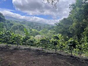 Crafting the Perfect Cup: The Journey of Costa Rican Coffee